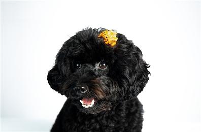 《Muv-Luv Alternative日全食》将出Steam版 2021年冬季发售